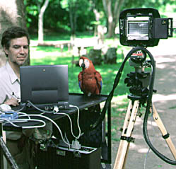 Scarlet macaw admiring Macintosh computer