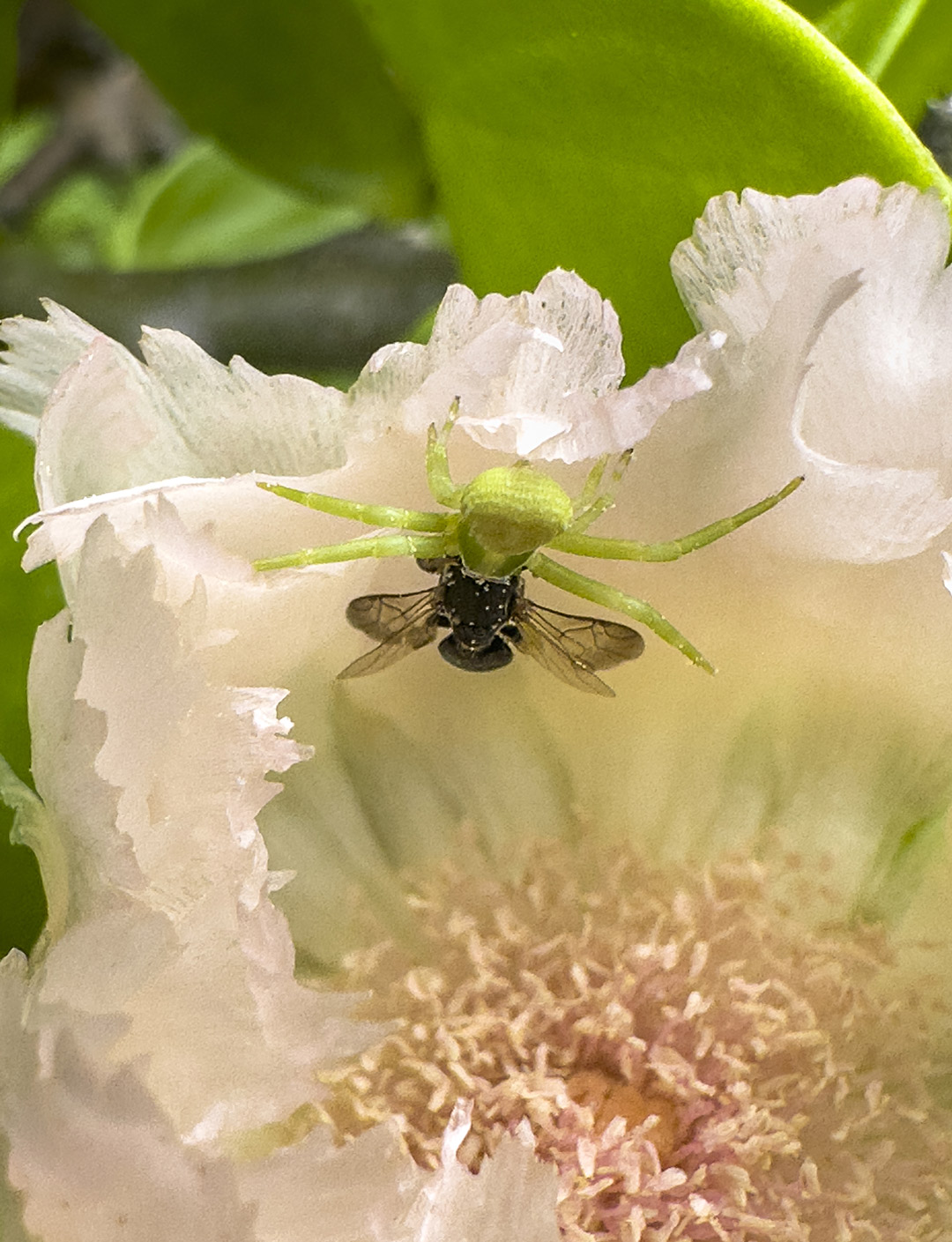 Pereskia-lychnidiflora-manzanote-white-flowers-BEE-spider-Jul-6-2023-231pm-iPhone14-ProMax-NH-6272