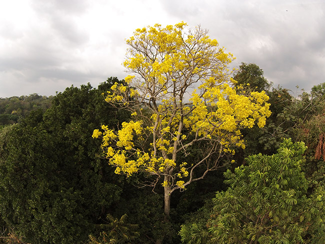 Palo Blanco tree Top