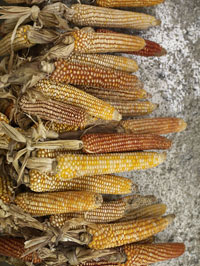 Maize of Guatemala