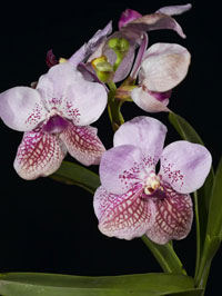 Orchid photography by Nicholas Hellmuth