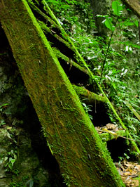 La escalera natural, Cuevas de B'omb'il Pek, Guatemala.