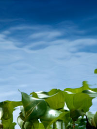 Water Lilies, Guatemala.