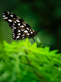 Among Mountains, Guatemala.