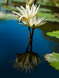 water lilies with phase one p25+