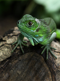 Baby green iguana