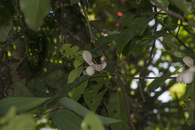 Photograph of Magnolia, using the the Nikon D800E with a 200mm lens. 