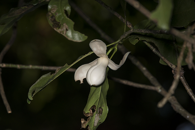 Photograph of Magnolia, using the the Nikon D800E with the Nikon AF-S NIKKOR 400mm f/2.8E FL ED VR lens. 
