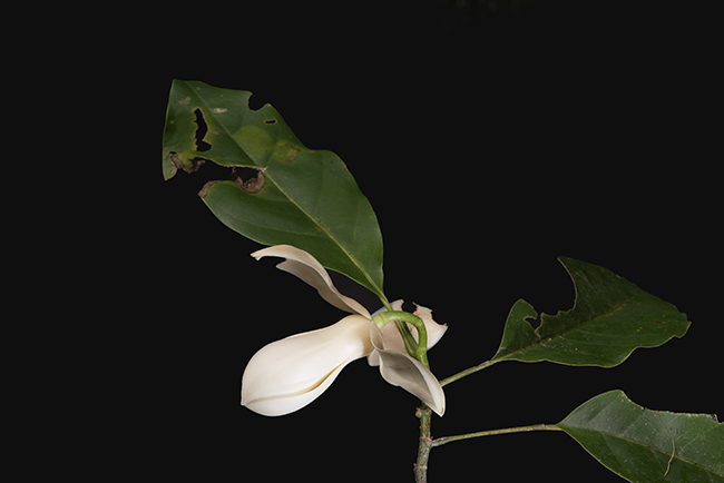 Photograph of Magnolia, using the the Nikon D800E with a 60mm lens. 