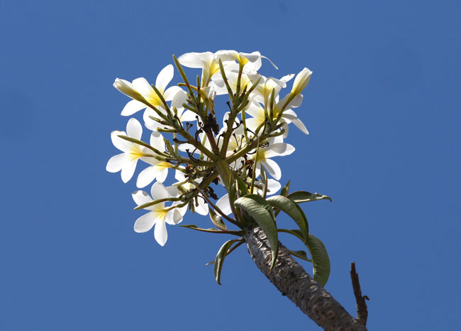 ample photograph of the flowers of a Plumeria tree, with Nikon AF-S NIKKOR 400mm f/2.8E FL ED VR super telephoto lens