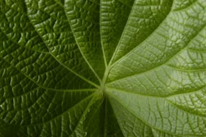 Green Leaves make with Sony CyberShot