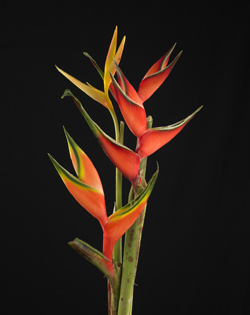 Heliconia, sample Phase One