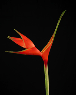 Heliconia, Sample Phase One