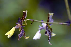 Orquidea, Leaf Mamiya digital camera