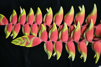 Fine art photography. Heliconia flower